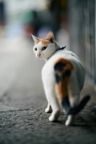 ปภาพของแมวน — ภาพถ่ายสต็อก