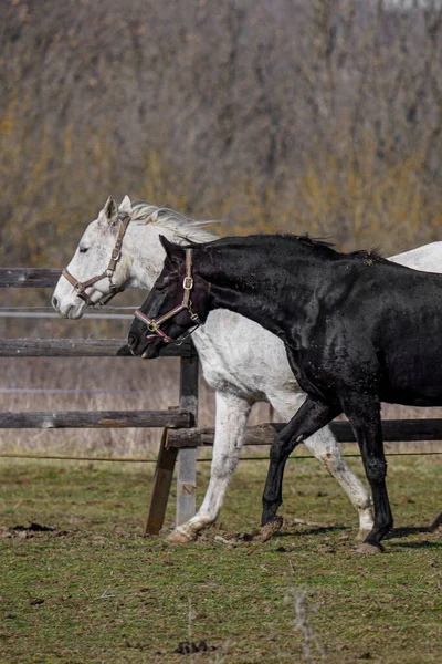 Koń Polu — Zdjęcie stockowe
