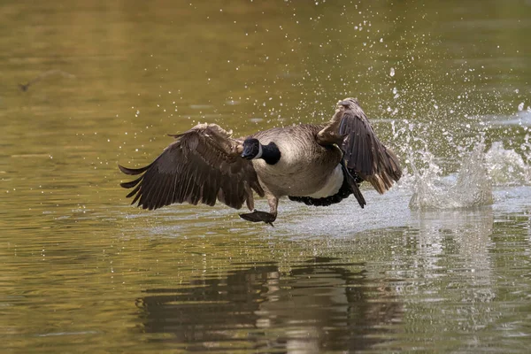 Pássaro Está Voando Água — Fotografia de Stock