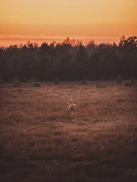 Bellissimo Cervo Rosso Nella Foresta — Foto Stock