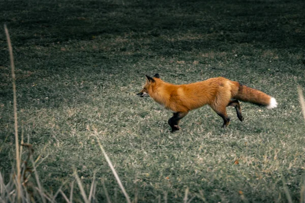 Κόκκινη Αλεπού Στο Γρασίδι — Φωτογραφία Αρχείου