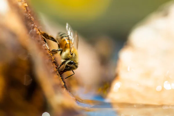 Včela Voštinách Makro — Stock fotografie