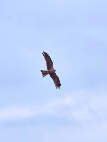 Vista Panorámica Del Majestuoso Águila Naturaleza —  Fotos de Stock