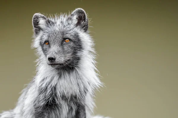 Porträt Eines Niedlichen Pelzigen Wolfes — Stockfoto