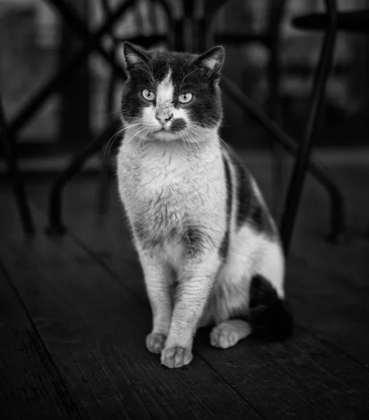 Svart Katt Med Vit Bakgrund — Stockfoto