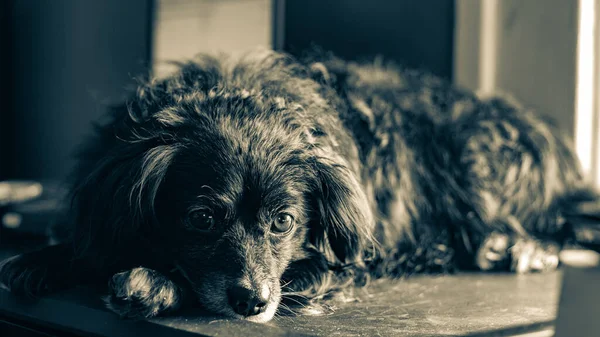 Hund Der Küche — Stockfoto