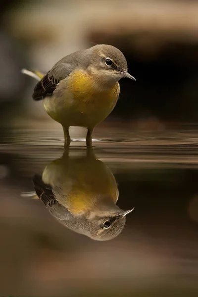Oiseau Dans Nature — Photo