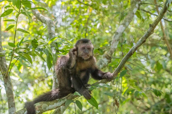 Macaco Floresta — Fotografia de Stock