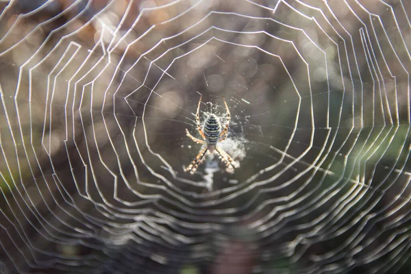Spider Web Vista Cerca —  Fotos de Stock