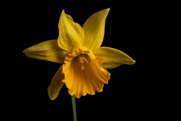 黄色水仙花 在黑色背景上隔离 — 图库照片