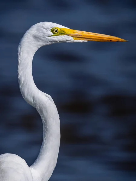 Pélican Blanc Dans Eau — Photo