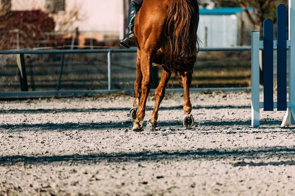 Häst Hästhagen — Stockfoto