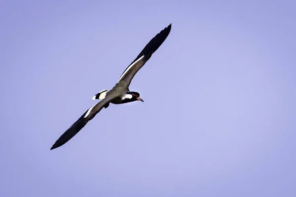 Vacker Fågel Flyger Skyn — Stockfoto