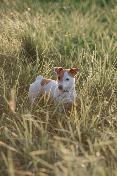 Собака Поле — стоковое фото