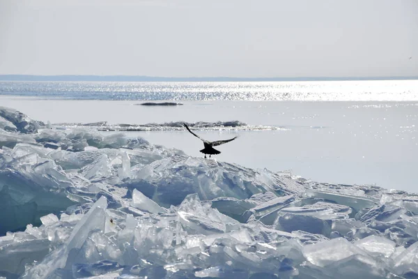 Eisschollen Auf Dem Zugefrorenen See — Stockfoto