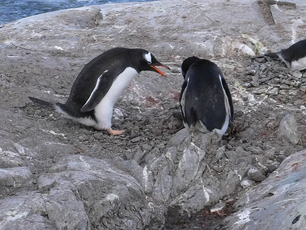 Pingouin Doux Dans Mer — Photo