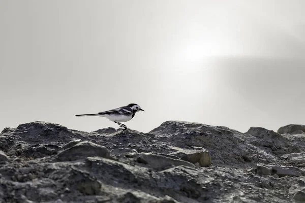 Ein Vogel Ufer Des Mittelmeeres — Stockfoto
