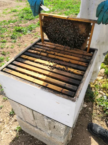 ハニカムとミツバチと養蜂家 — ストック写真