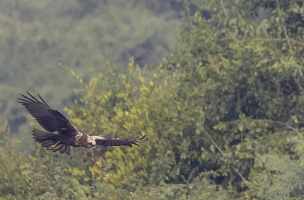 Oiseau Volant Dans Ciel — Photo