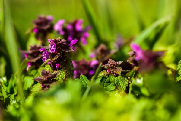 Primer Plano Una Flor Púrpura — Foto de Stock