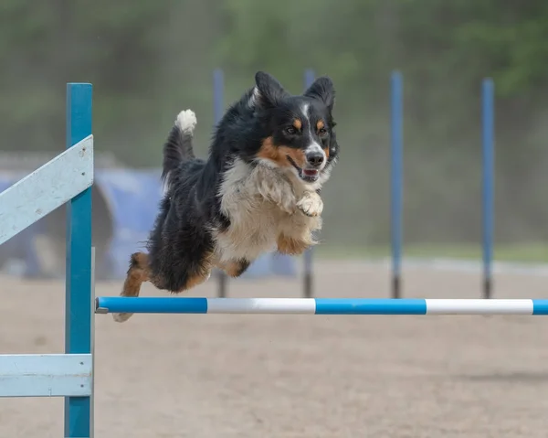 Pies Biegnie Parku — Zdjęcie stockowe