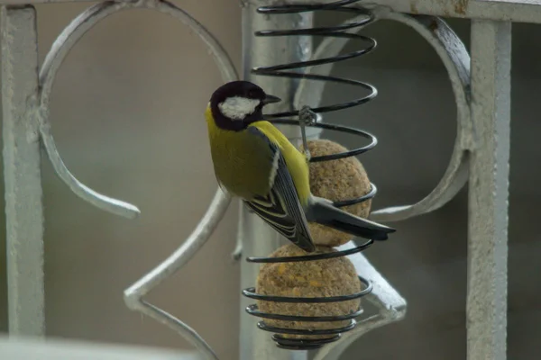 Vue Rapprochée Petit Oiseau — Photo