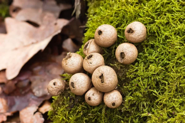 Paddenstoelen Het Bos — Stockfoto