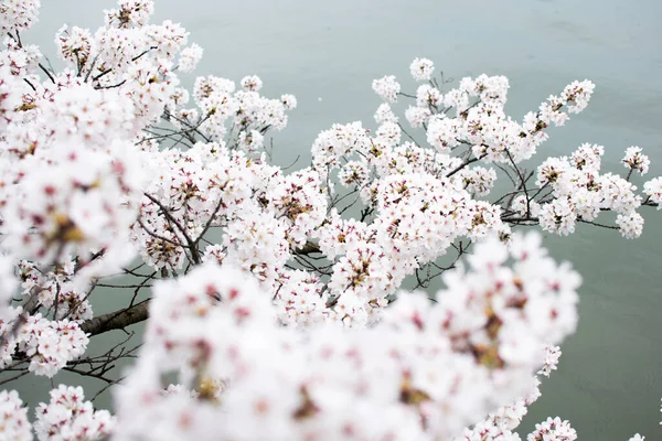 Belles Fleurs Poussant Dans Jardin — Photo