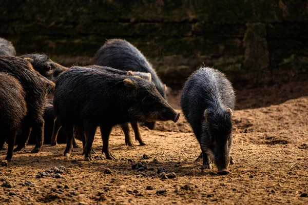 Wildschweine Wald — Stockfoto