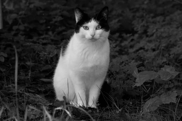 Gato Preto Branco Grama — Fotografia de Stock