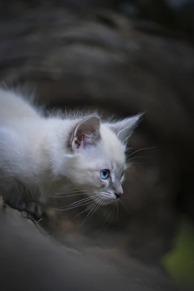 Portrait Chat Mignon Sur Nature — Photo