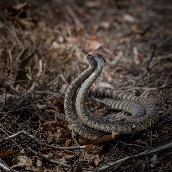 Two Snakes Ground — Stock Photo, Image