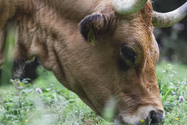 Una Vaca Campo Animal —  Fotos de Stock