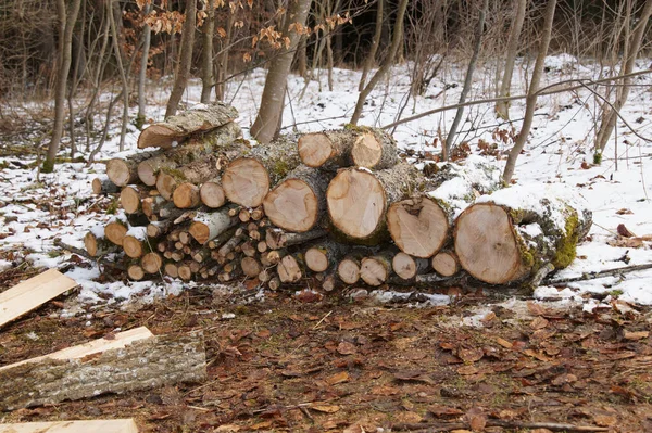 Brennholzstapel Wald — Stockfoto