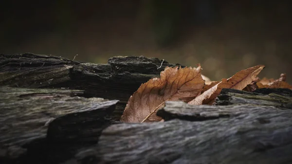 Hojas Otoño Bosque — Foto de Stock