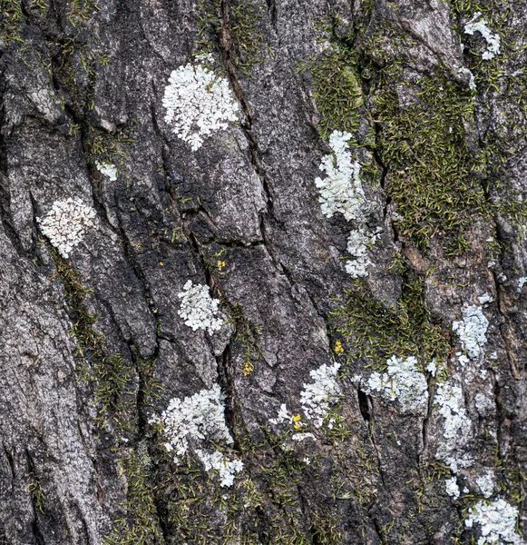 Primer Plano Textura Corteza Del Árbol — Foto de Stock