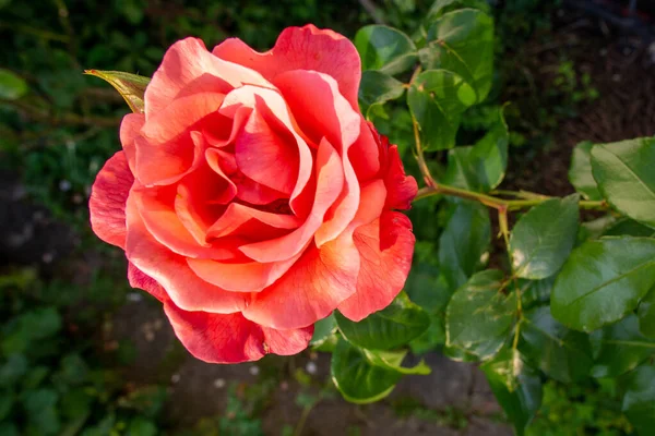 Красиві Троянди Саду — стокове фото