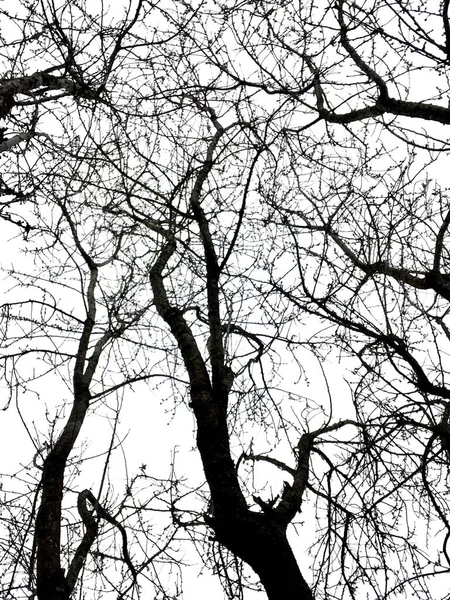 木の枝や植物や自然 — ストック写真