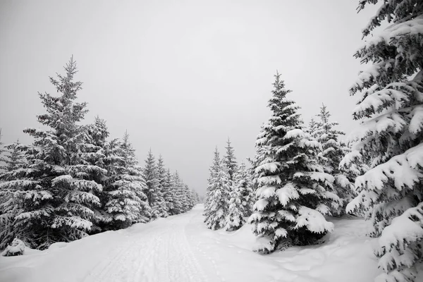 冬季被雪覆盖的森林 — 图库照片