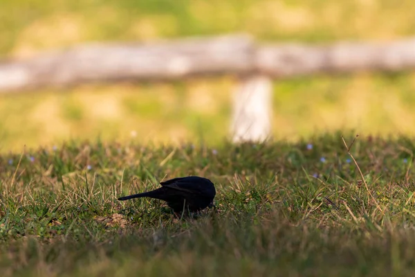 Птах Сидить Зеленій Траві — стокове фото