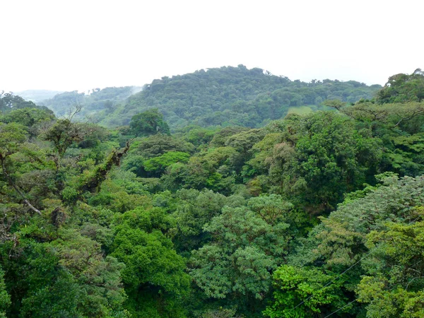 Forêt Verte Dans Les Montagnes — Photo