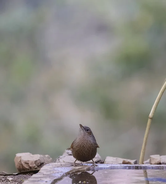 Ein Vogel Auf Einem Ast Eines Baumes — Stockfoto