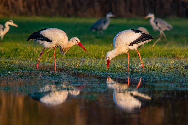 Belle Cigogne Blanche Sur Rivière — Photo