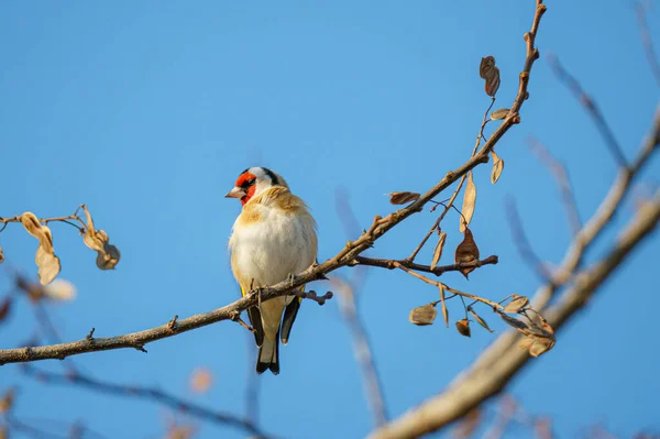 Baharda Bir Ağacın Dalındaki Kuş — Stok fotoğraf