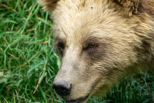 Zbliżenie Strzał Niedźwiedzia Brunatnego Lesie — Zdjęcie stockowe