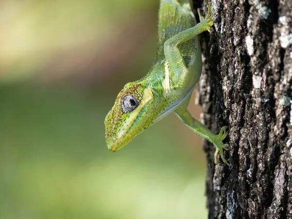 Primer Plano Una Rana Sentada Una Rama Árbol — Foto de Stock