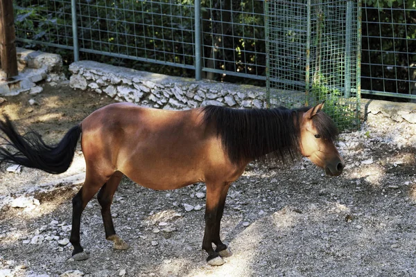 Cavalo Zoológico — Fotografia de Stock