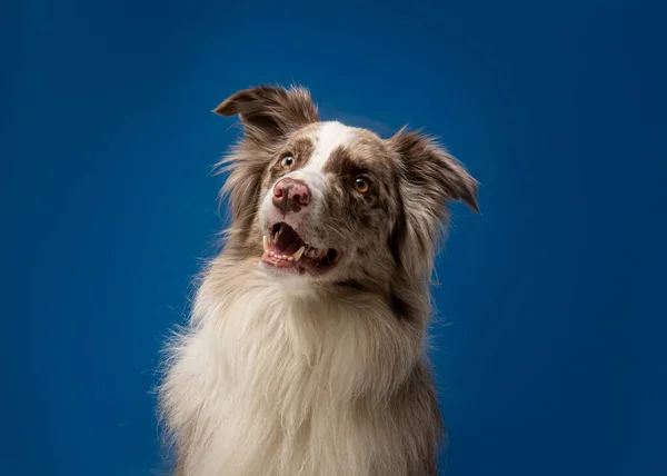 Retrato Lindo Perro — Foto de Stock