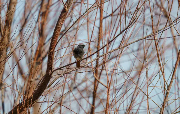 Doğal Ortamda Güzel Bir Kuş Görüntüsü — Stok fotoğraf