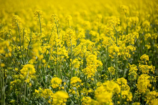 Campo Colza Giallo Primavera — Foto Stock